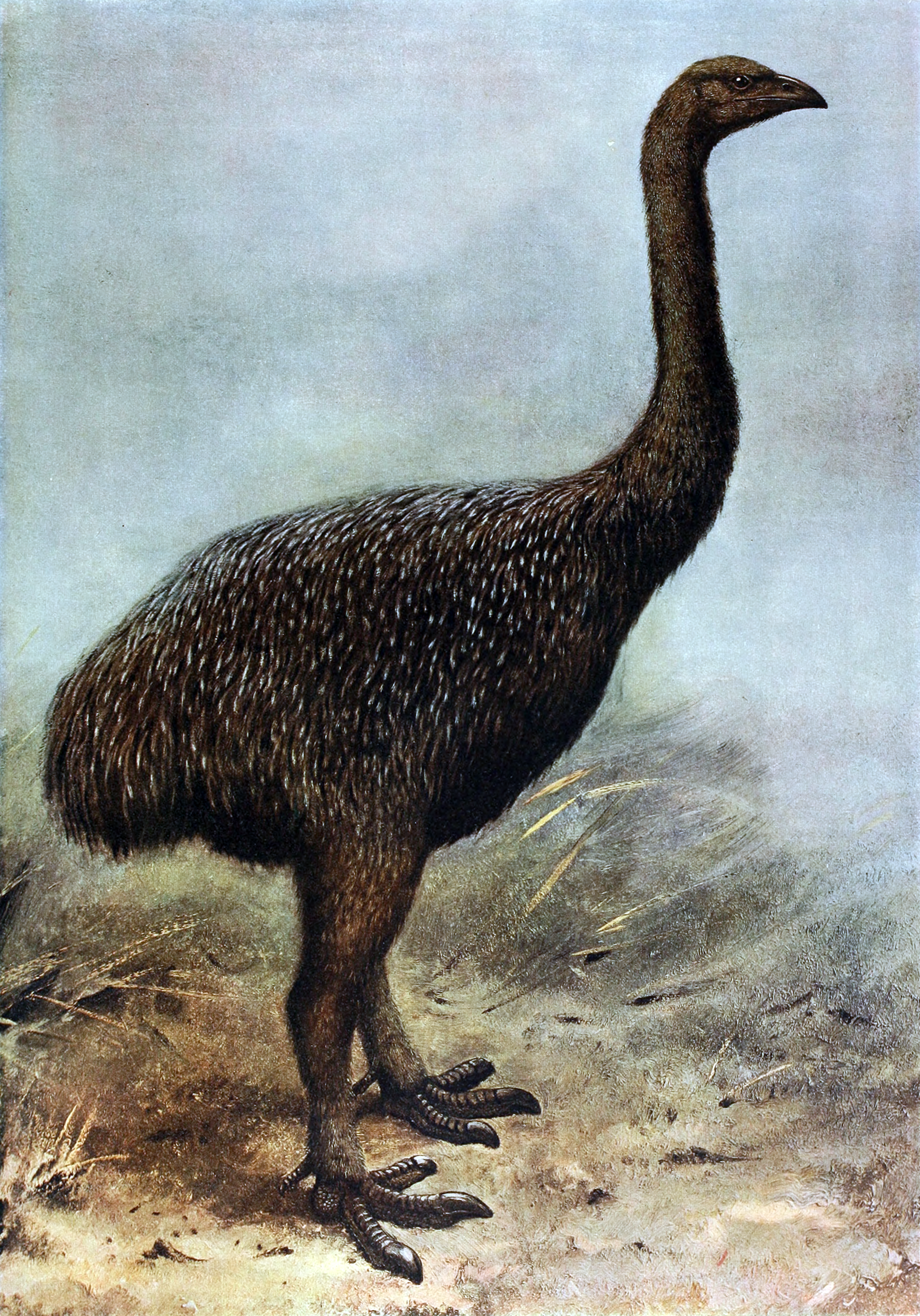 12 foot moa